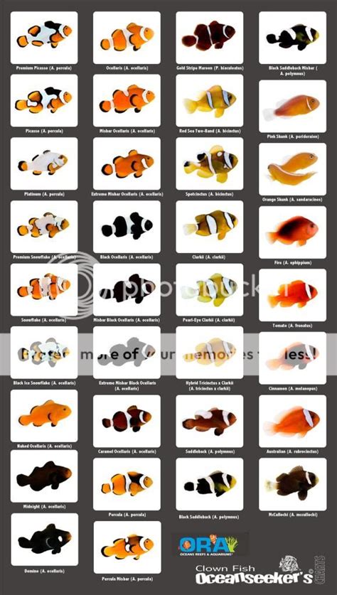 Types Of Clownfish Chart