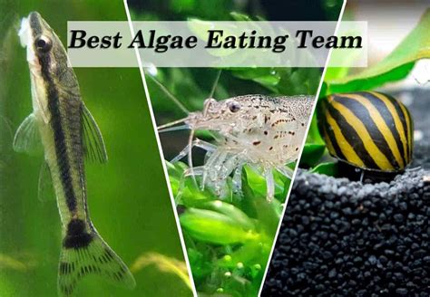 Types of Algae Feeders