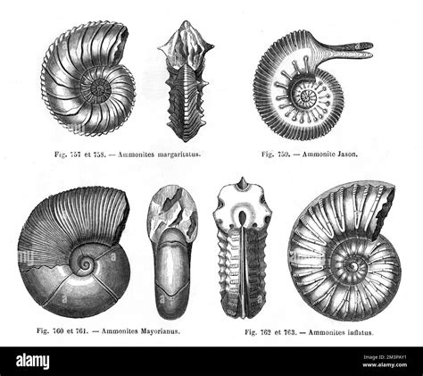 Types of Ammonites Available