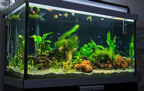 Types of Aquariums