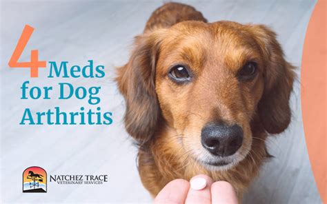 Types of Arthritis Medicine for Dogs