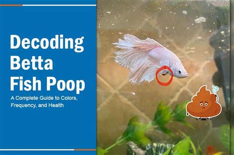 Types of Betta Fish Poop: A Visual Journey