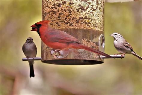 Types of Bird Seed for Cardinals