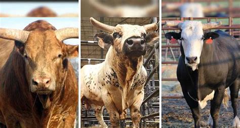 Types of Bucking Bulls