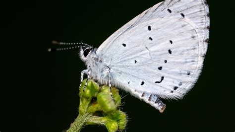 Types of Butterfly Syndrome