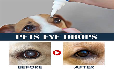 Types of Canine Antibiotic Eye Drops