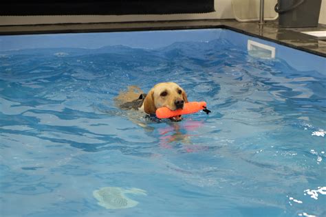 Types of Canine Pools