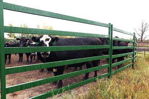 Types of Cattle Panels