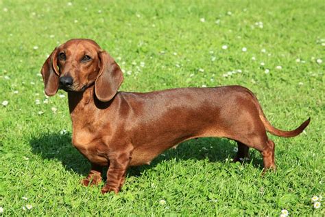 Types of Dachshund Mixes