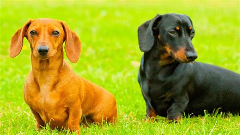 Types of Dachshunds