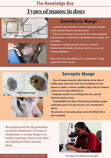 Types of Demodex Mange