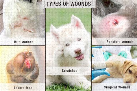 Types of Dog Wounds