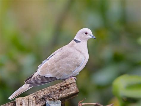 Types of Doves