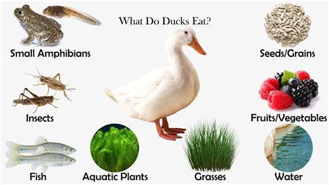 Types of Duck Food