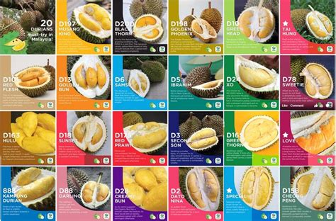 Types of Durians