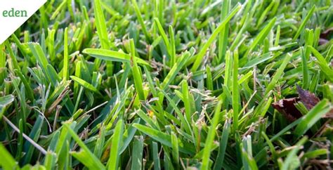 Types of Fertilizer for St. Augustine Grass