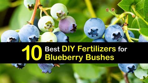 Types of Fertilizers for Berry Bushes