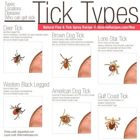 Types of Fleas and Ticks