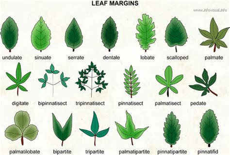 Types of Foliage: