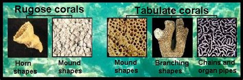 Types of Fossilized Coral