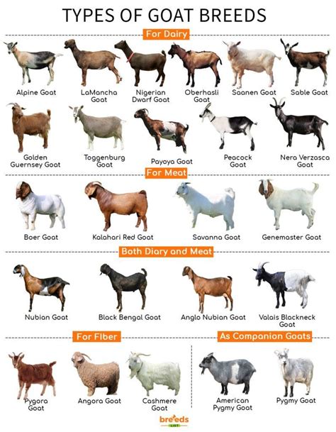 Types of Goats