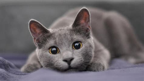 Types of Gray Cats: A Spectrum of Enchanting Hues