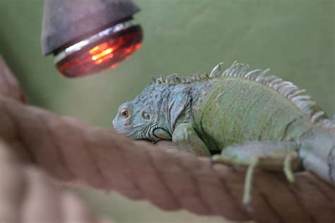 Types of Heat Lamps for Lizards: