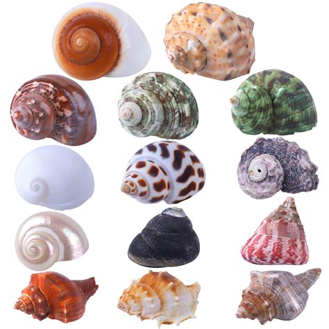 Types of Hermit Crab Shells