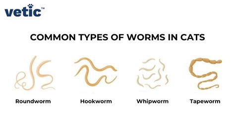 Types of Hookworms in Cats