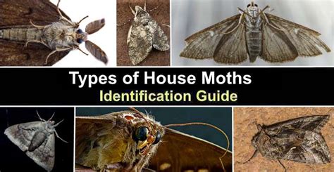 Types of House Moths