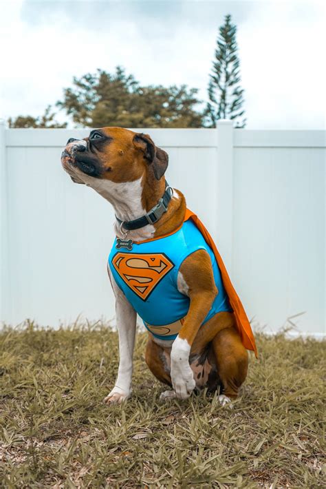 Types of Large Dog Halloween Costumes