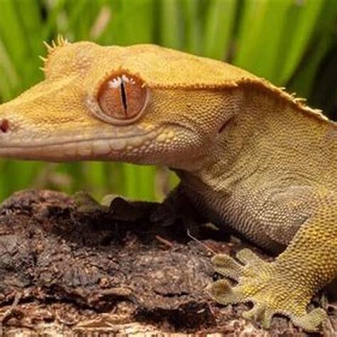 Types of Lizards Available at Petco