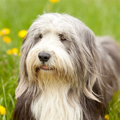 Types of Long-Haired Dogs