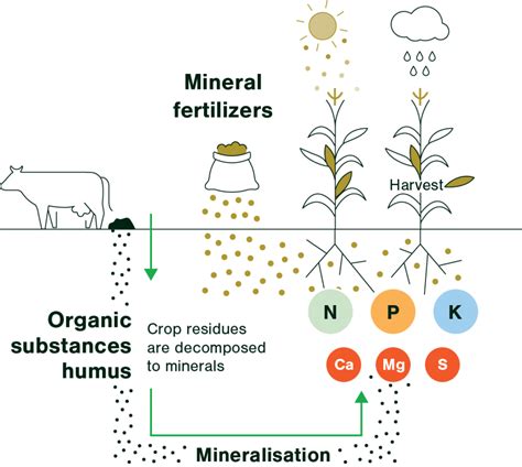 Types of Mineral Fertilizers