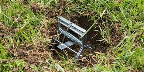 Types of Mole Traps: