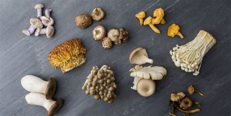 Types of Mushrooms Dogs Can Safely Eat