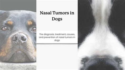 Types of Nasal Tumors in Dogs