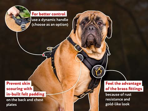 Types of Padded Dog Harnesses