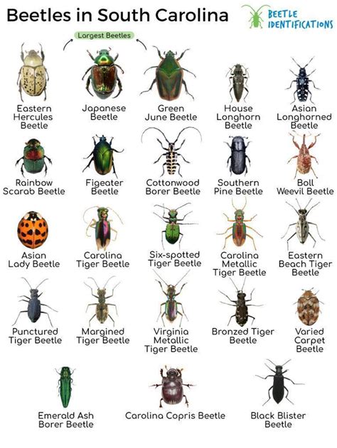 Types of Pests Commonly Found in Columbia South Carolina