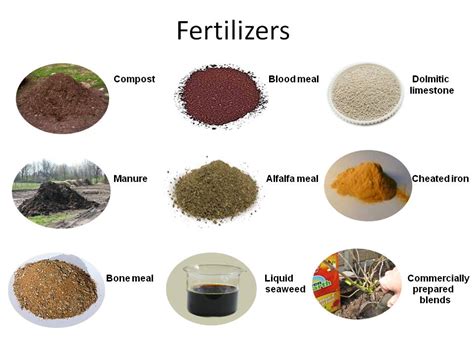 Types of Plant Fertilizers