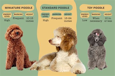 Types of Poodle Toys