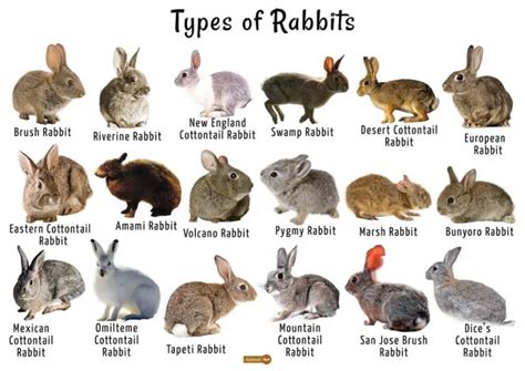 Types of Rabbit Names