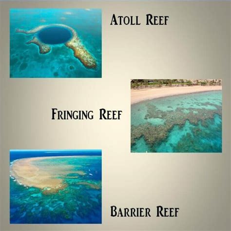 Types of Reef Factories