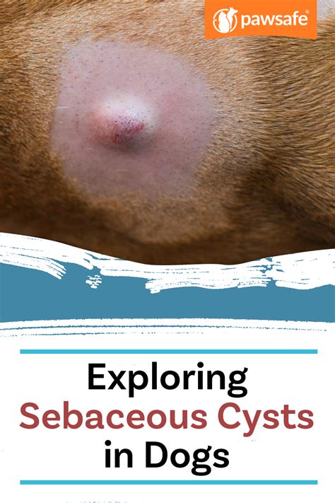 Types of Sebaceous Cysts on Dogs