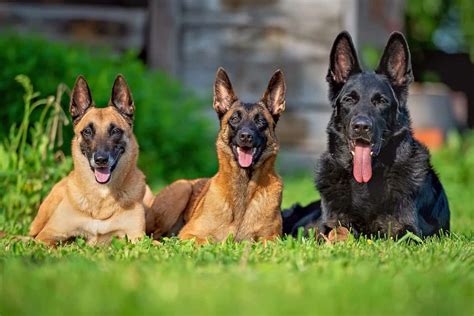 Types of Shepherd Dog Breeds