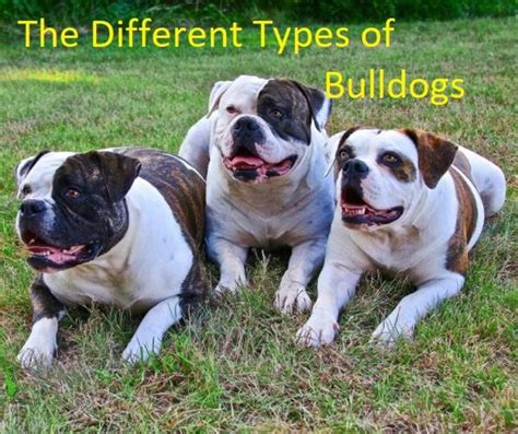 Types of Shirts for English Bulldogs