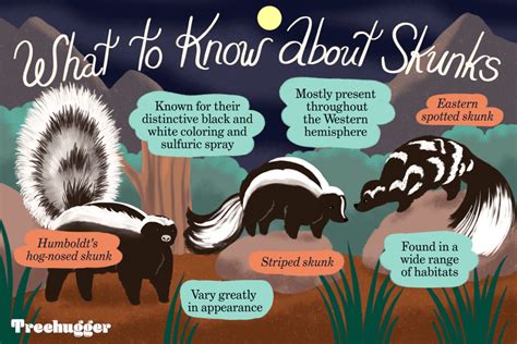 Types of Skunk Stripes Hair