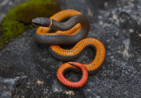 Types of Venomous Snakes in Maine