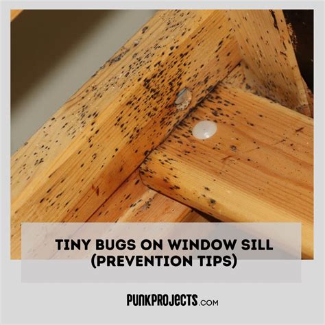Types of Window Sill Bugs