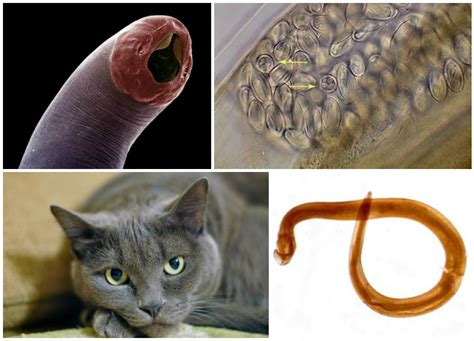 Types of Worms That Can Affect Cats